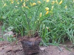 矮牽牛在哪里有供應——種植紫牽牛