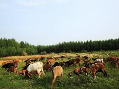 四川規(guī)模ddm羊生產(chǎn)基地 澳門生態(tài)黑山羊銷售