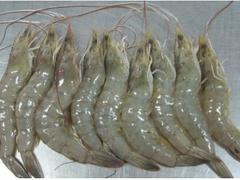 鄭州哪里海螺肉比較實惠，哪里有賣海螺肉