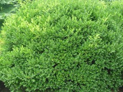 球類植物哪家好|供應山東銷量佳的球類植物