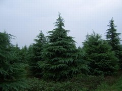 北京北方常綠大喬木 山東精品雪松出售