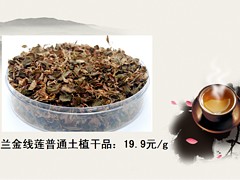 想買好的金線蓮就來利榮昌：金線蓮廠家