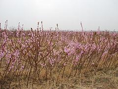 晚熟桃苗種植基地 山東晚熟桃苗基地哪家好