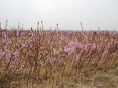 江西蜜桃 銷量好的蜜桃出售