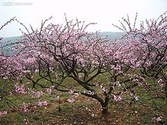 永蓮蜜桃苗種植基地【永蓮蜜桃苗批發(fā)】永蓮蜜桃苗供應商