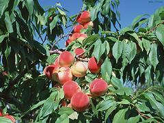 出售金秋紅蜜桃苗，完好的金秋紅蜜桃苗優(yōu)選綠然種植養(yǎng)殖合作社