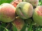 北京青州蜜桃苗|哪里有供应青州蜜桃苗
