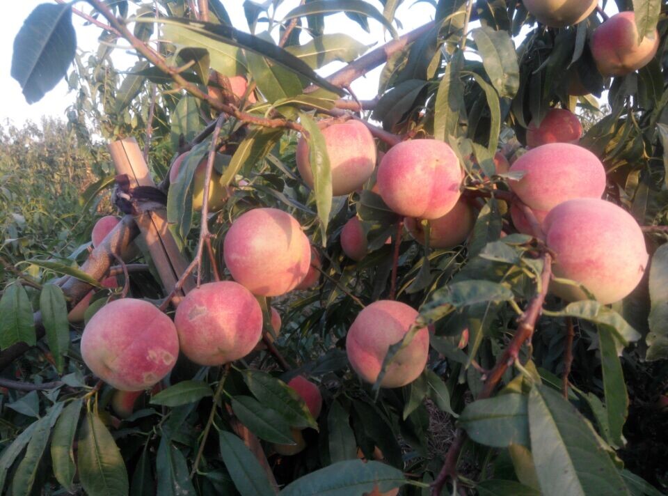 濰坊香山紅桃苗哪家好 香山紅桃苗哪家便宜