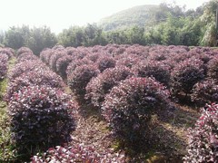 想要紅繼木球就來碧桂花木場|綠化苗木