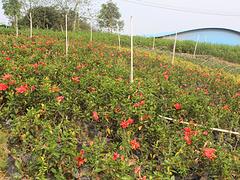 南寧專業(yè)的廣西園林綠化工程公司是哪家——河池園林綠化施工