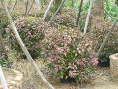 南寧專業(yè)的廣西園林綠化工程公司是哪家——河池園林綠化施工