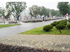 來賓桂花樹種苗——供應廣西熱銷的桂花樹種苗