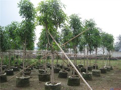 百色南寧扁桃樹批發 想要搶手的扁桃樹就來碧桂花木場