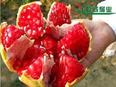 信譽(yù)好的石榴供應(yīng)商_乾誠(chéng)石榴：河陰軟籽石榴品牌