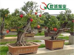 信譽(yù)好的石榴供應(yīng)商_乾誠石榴：河陰軟籽石榴品牌