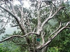 黃山欒樹經(jīng)銷商 哪里有供應(yīng)優(yōu)質(zhì)黃山欒樹