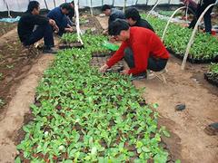 蔬菜種植技術(shù)員培訓(xùn)還是三元朱農(nóng)業(yè)科技好，{yl}的蔬菜種植技術(shù)員培訓(xùn)