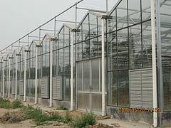 鋼結構溫室大棚安裝 高質量的文絡型溫室大棚推薦