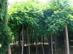 山東紫葉李_哪家紫葉李品種好