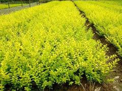 【高品質(zhì)】山東金葉女貞,金葉女貞種植,金葉女貞種植基地-勝紅