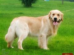 供銷拉布拉多_山西優惠的拉布拉多獵犬