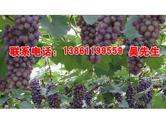 甜蜜素帶式干燥機廠家|江蘇報價合理的甜蜜素帶式干燥機
