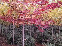 口碑好的山東北美紅楓供應(yīng)商：江蘇北美紅楓