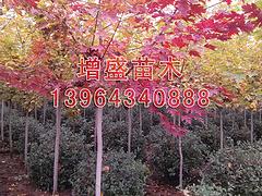 增盛苗木_優質西府海棠供應商：求購西府海棠