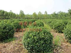 扶芳藤種植：大量出售優(yōu)質(zhì)扶芳藤球