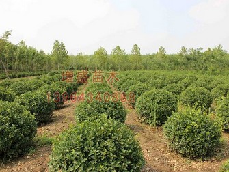 優(yōu)質(zhì)扶芳藤球_扶芳藤球批發(fā)商_扶芳藤球種植基地