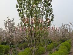 成活率高的北海道黃楊批發(fā)，遼寧北海道黃楊