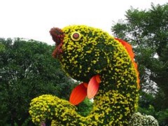 菊花造型出售——想要品種好的菊花造型就來秀新花卉園藝