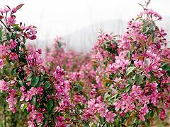 山東西府海棠種植基地 想要超值的西府海棠就來秀新花卉園藝