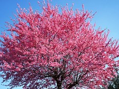 湖北菊花造型|想要優(yōu)質(zhì)的菊花造型就來秀新花卉園藝