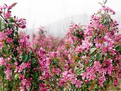 供應山東銷量好的菊花造型_山東菊花造型