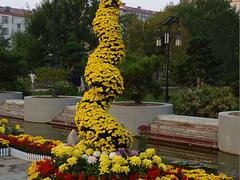 專業種植櫻花_供應山東品種好的西府海棠