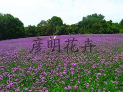 濰坊優(yōu)惠的柳葉馬鞭草哪有賣——柳葉馬鞭草種植基地