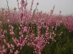 草花苗木培育 山東優質北海道黃楊供應商