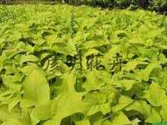 熱賣花菖蒲市場價格情況，出售花菖蒲