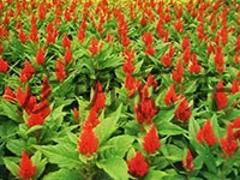 彥明花卉苗木_優(yōu)質(zhì)月季供應(yīng)商|四川月季