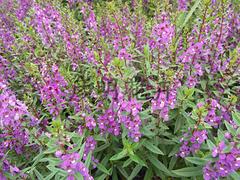 濰坊超值的宿根花卉勛章菊·廠家直銷 宿根花卉報價