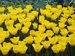 哪里種植雛菊|信譽(yù)好的多色系雛菊供應(yīng)商就在濰坊