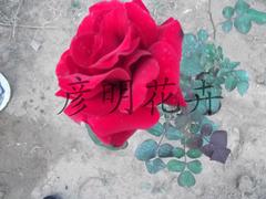 市場上優質的柳葉馬鞭草在哪里可以找到_柳葉馬鞭草批發價格
