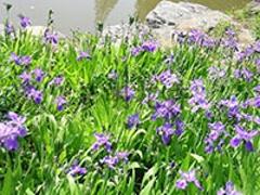 宿根花卉种植基地，专业的鸢尾兰市场价格