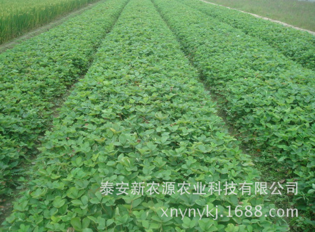 核桃苗苗木基地/創新苗木
