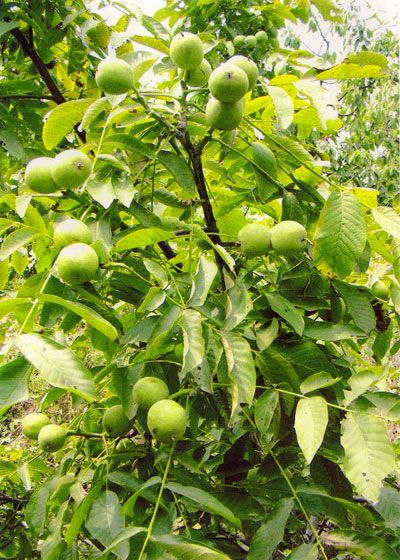 泰安核桃苗/創(chuàng)新苗木