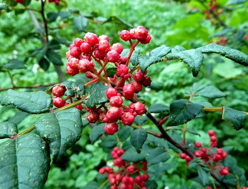 紅油香椿苗/創(chuàng)新苗木