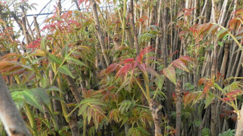 紅油香椿苗/創(chuàng)新苗木
