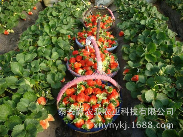 紅油香椿苗/創(chuàng)新苗木