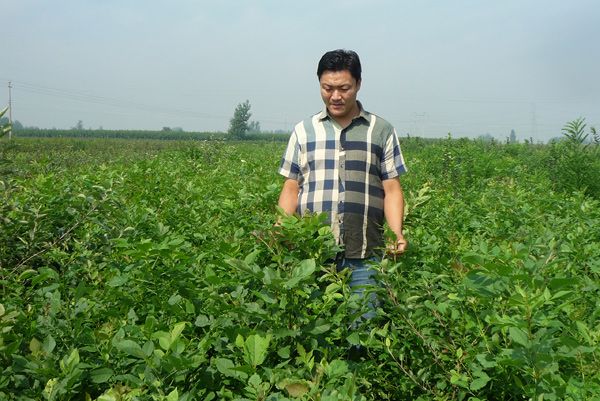 山東草莓苗苗木基地/創(chuàng)新苗木